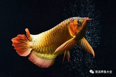 金龍魚和紅龍魚哪個招財：金龍魚和紅龍魚在風水學中被認為都有助于招財和招財