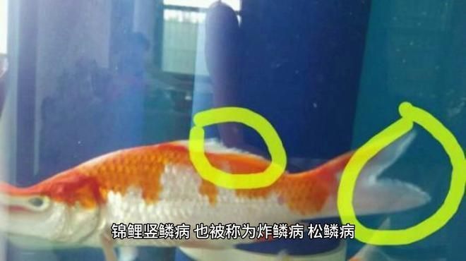 錦鯉魚鱗充血會自愈嗎? 龍魚百科 第5張 錦鯉魚鱗充血會自愈嗎? 錦鯉魚鱗充血會自愈嗎? 龍魚百科 第5張