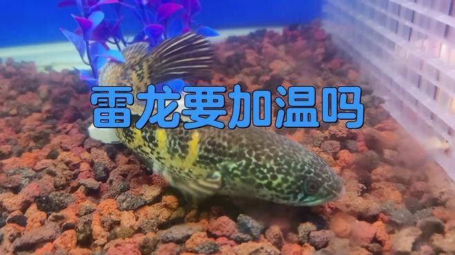 如何保持雷龍魚缸水溫穩定？ 如何保持雷龍魚缸水溫穩定？ 龍魚百科 第1張