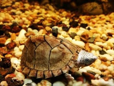 龍魚被嚇到了怎么辦：當(dāng)龍魚受到驚嚇時，可能會表現(xiàn)出異常的游動行為、食欲下降等癥狀 龍魚被嚇到了怎么辦：當(dāng)龍魚受到驚嚇時，可能會表現(xiàn)出異常的游動行為、食欲下降等癥狀 龍魚百科 第3張