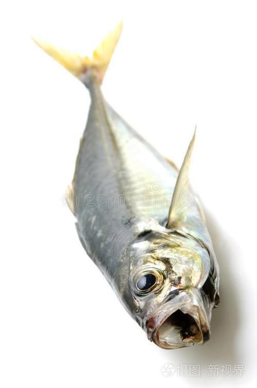 馬鯖魚圖片