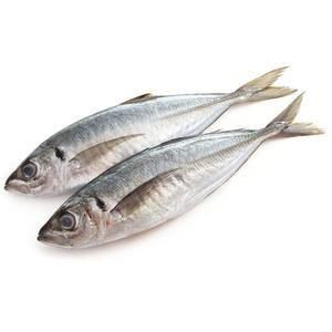 馬鯖魚圖片