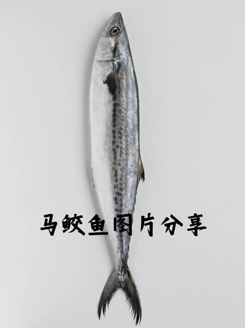 馬鯖魚圖片