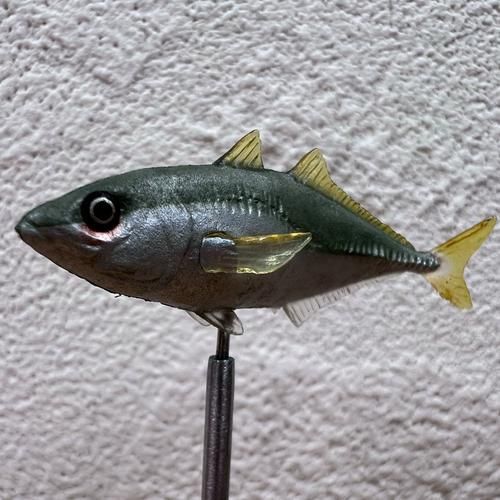 馬鯖魚圖片