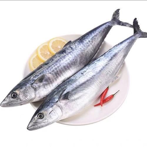 馬鯖魚圖片