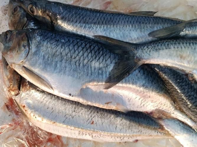 馬鯖魚圖片