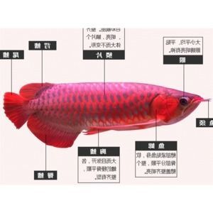 純血龍魚價(jià)格走勢(shì)分析（純血龍魚價(jià)格受到多種因素影響純血龍魚價(jià)格走勢(shì)）