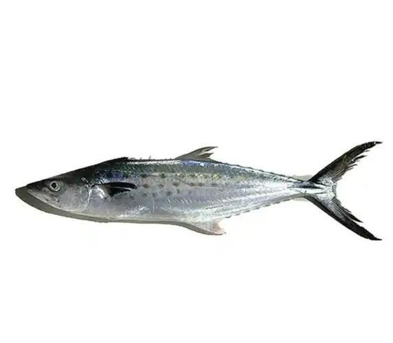 馬鯖魚圖片
