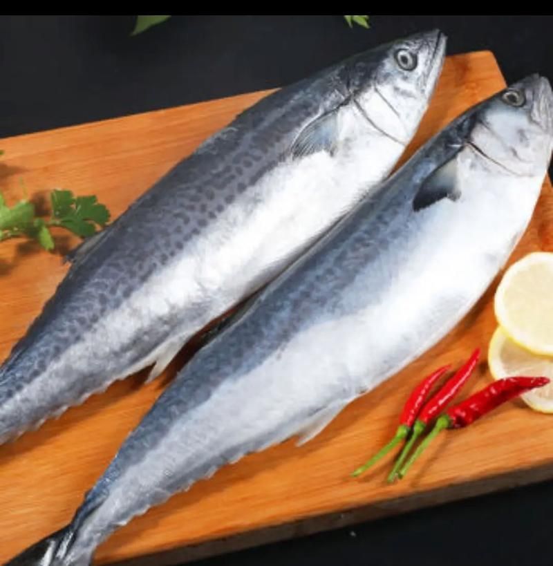 馬鯖魚圖片