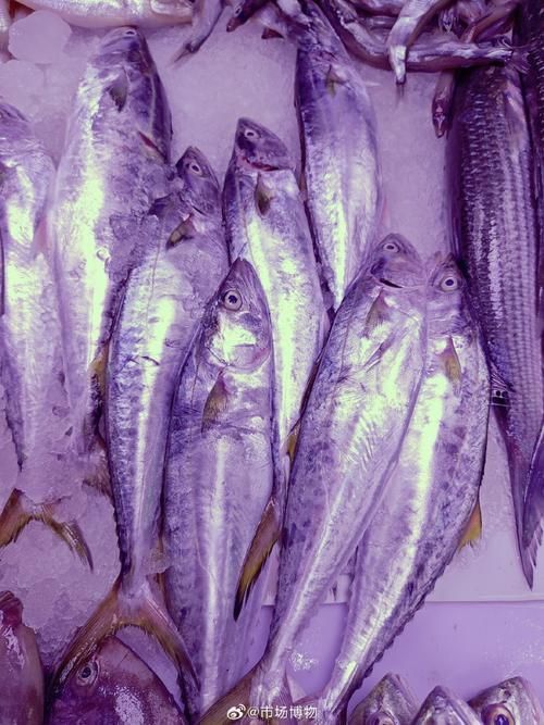 馬鯖魚圖片