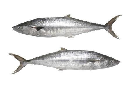 馬鯖魚圖片
