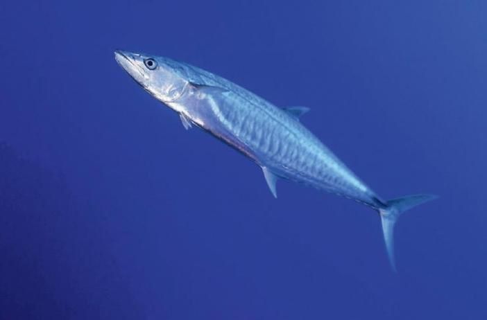馬鯖魚圖片