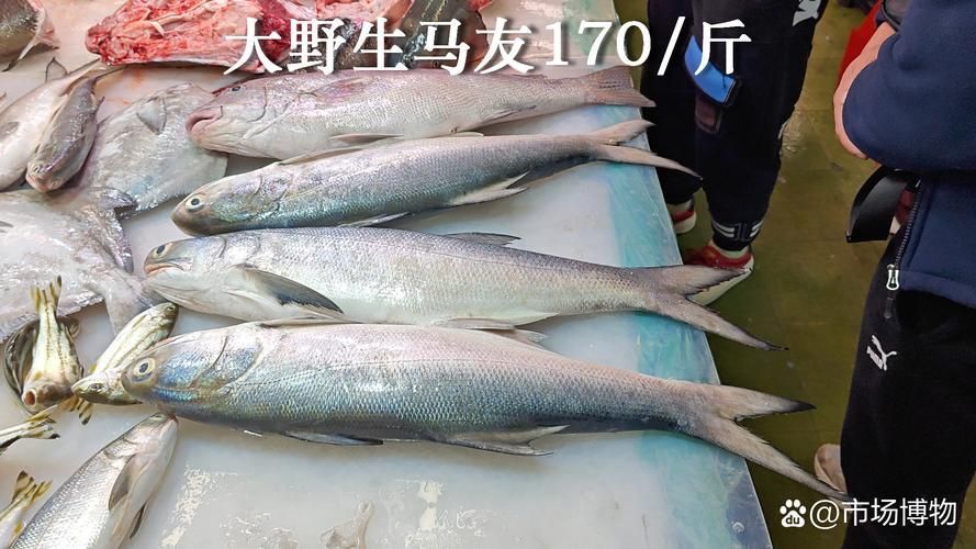 馬鯖魚圖片