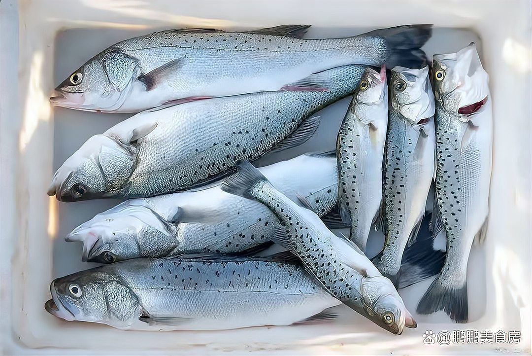 馬鯖魚圖片