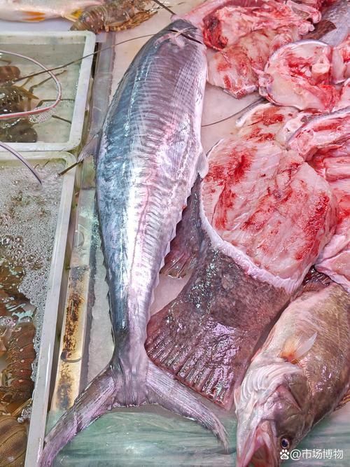 馬鯖魚圖片