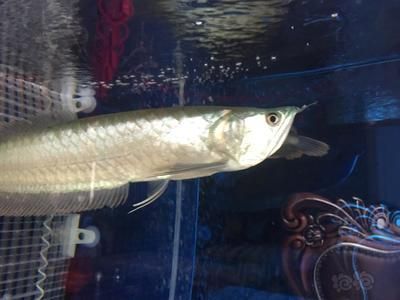 龍魚并須怎么處理：龍魚并須健康檢查指南,龍魚并須護理常見誤區(qū) 龍魚并須怎么處理：龍魚并須健康檢查指南,龍魚并須護理常見誤區(qū) 龍魚百科 第3張