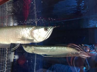 龍魚并須怎么處理：龍魚并須健康檢查指南,龍魚并須護理常見誤區(qū) 龍魚并須怎么處理：龍魚并須健康檢查指南,龍魚并須護理常見誤區(qū) 龍魚百科 第4張