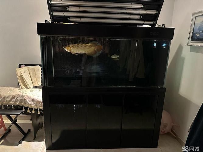 彩蝶龍魚缸價格表和圖片 龍魚百科 第18張 彩蝶龍魚缸價格表和圖片 彩蝶龍魚缸價格表和圖片 龍魚百科 第18張
