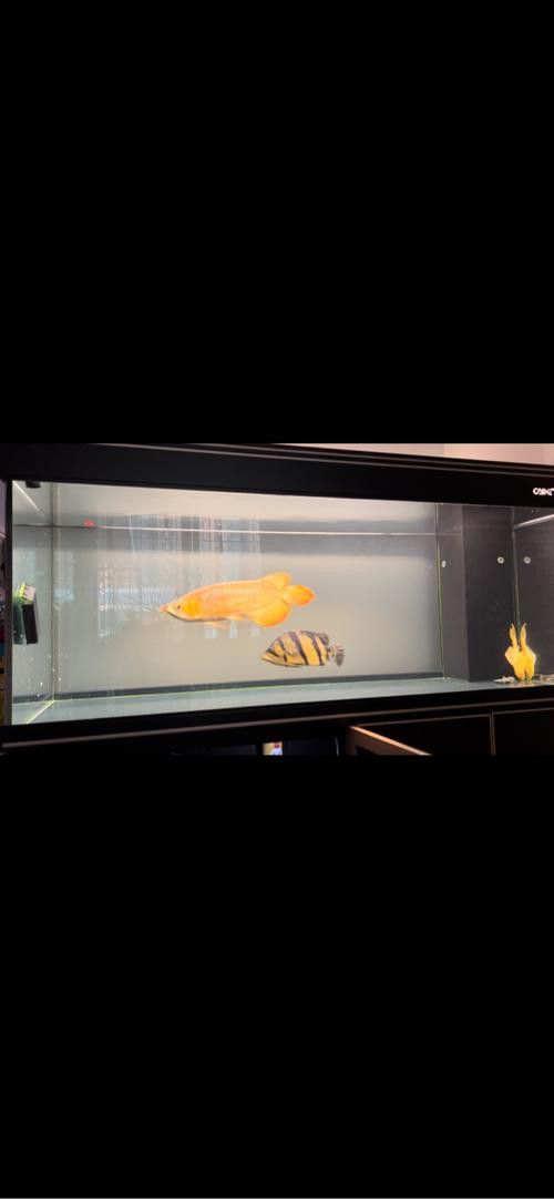 彩蝶龍魚缸價格表和圖片 龍魚百科 第24張 彩蝶龍魚缸價格表和圖片 彩蝶龍魚缸價格表和圖片 龍魚百科 第24張