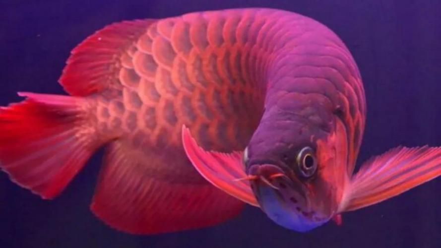 500萬紅龍魚圖片高清大圖