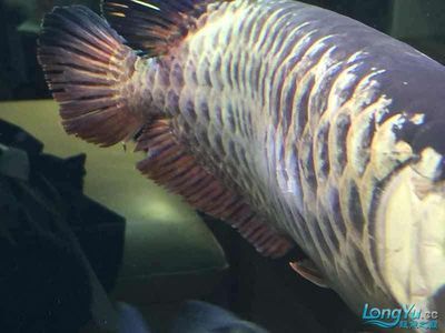 龍魚的喂食頻率是固定不變的，而是受到多種因素的影響：龍魚的喂食頻率一般多久開口一次