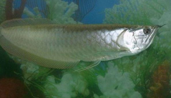 銀龍魚水溫多少長得快（銀龍魚水溫對其生長影響） 銀龍魚水溫多少長得快（銀龍魚水溫對其生長影響） 龍魚百科 第4張