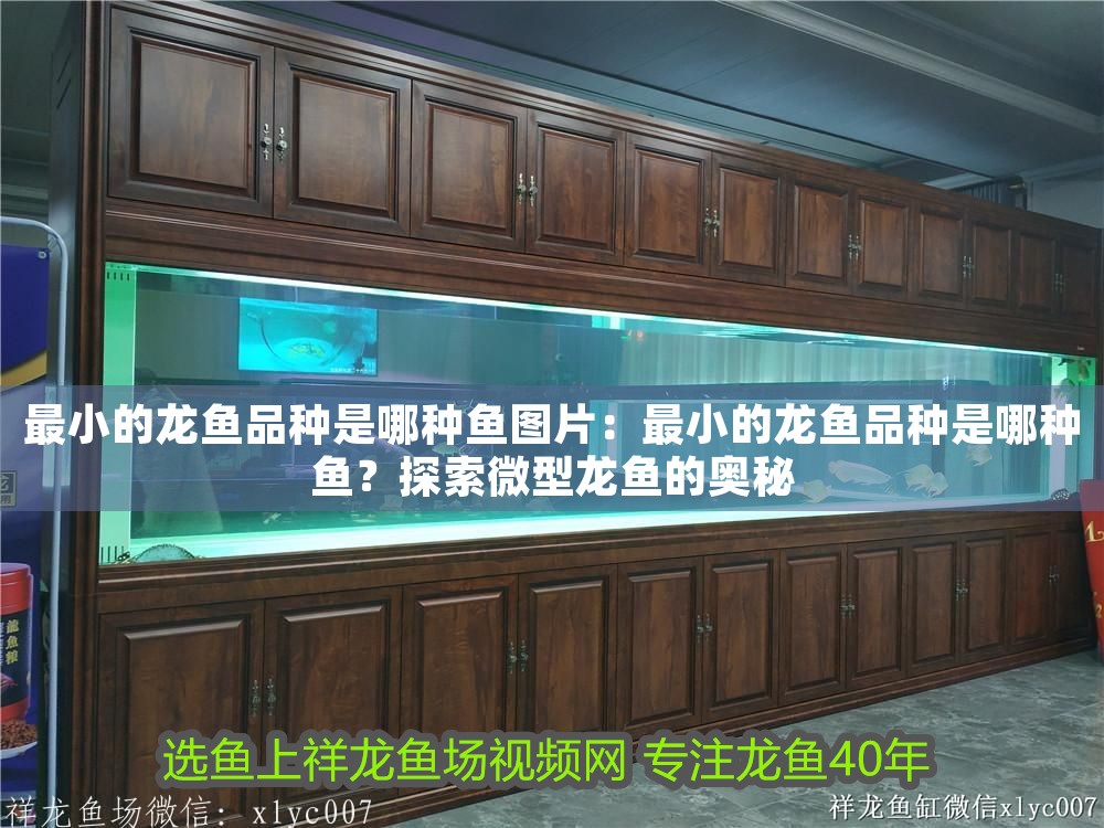 最小的龍魚品種是哪種魚圖片：最小的龍魚品種是哪種魚？探索微型龍魚的奧秘