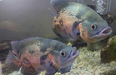 最小的龍魚品種是哪種魚圖片：最小的龍魚品種是哪種魚？探索微型龍魚的奧秘