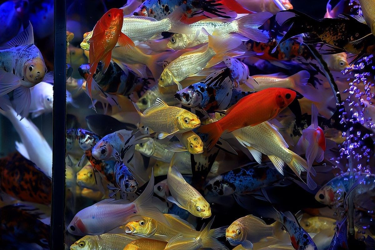 龍魚加鹽后多久換一次水？