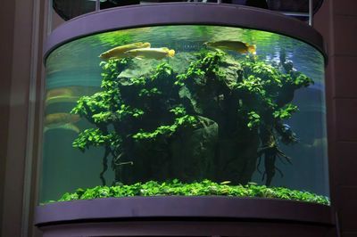2米長的魚缸，適合養幾條龍魚？：2米長的魚缸養幾條龍魚，具體飼養數量需要注意什么
