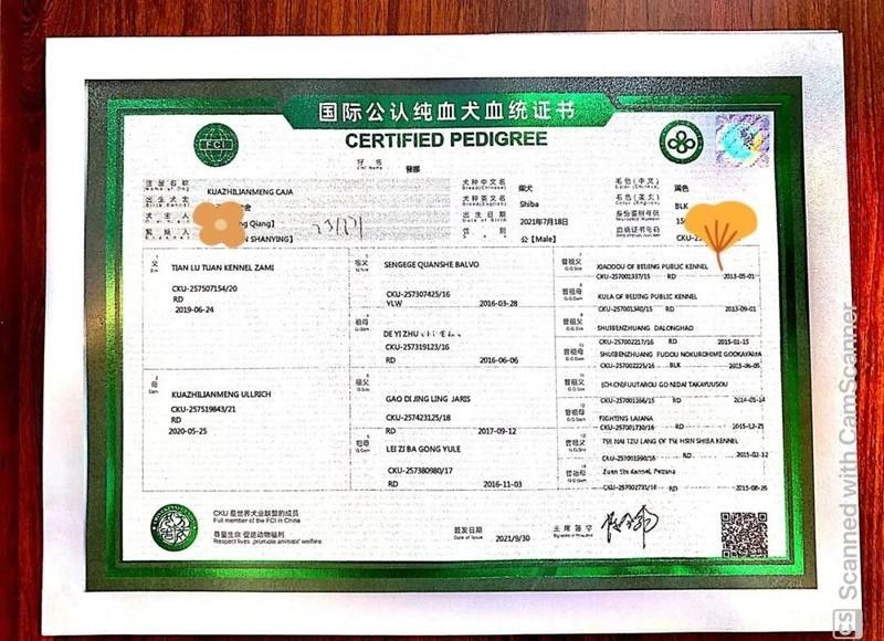 金龍魚血統(tǒng)證書如何獲取？