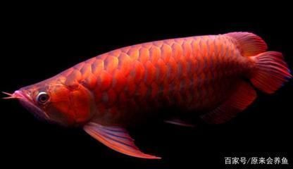極品紅龍魚多少錢一條啊（極品紅龍魚價格受多種因素影響，如何辨別紅龍魚品質(zhì)）