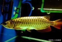 龍魚風水有哪些實踐案例？ 龍魚風水有哪些實踐案例？ 龍魚百科 第3張