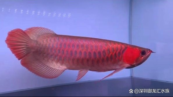 龍魚養(yǎng)殖溫度是多少度合適