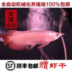 紅龍魚養殖場（國內的紅龍魚養殖基地一般分布在哪些地方）