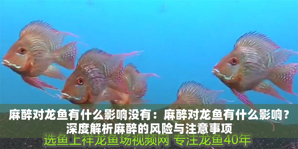 麻醉對龍魚有什么影響沒有：麻醉對龍魚有什么影響？深度解析麻醉的風險與注意事項