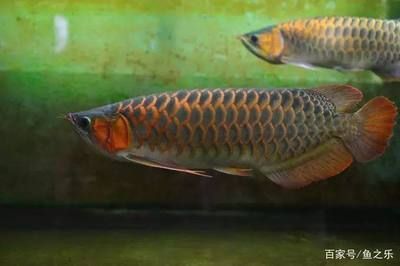 養(yǎng)龍魚用什么底色好看