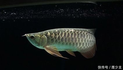 養(yǎng)龍魚用什么底色好看