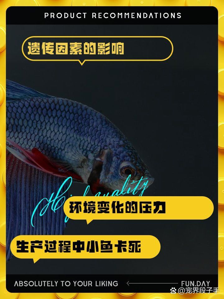 孔雀魚(yú)不生快憋死了 孔雀魚(yú)不生快憋死了 龍魚(yú)百科 第3張
