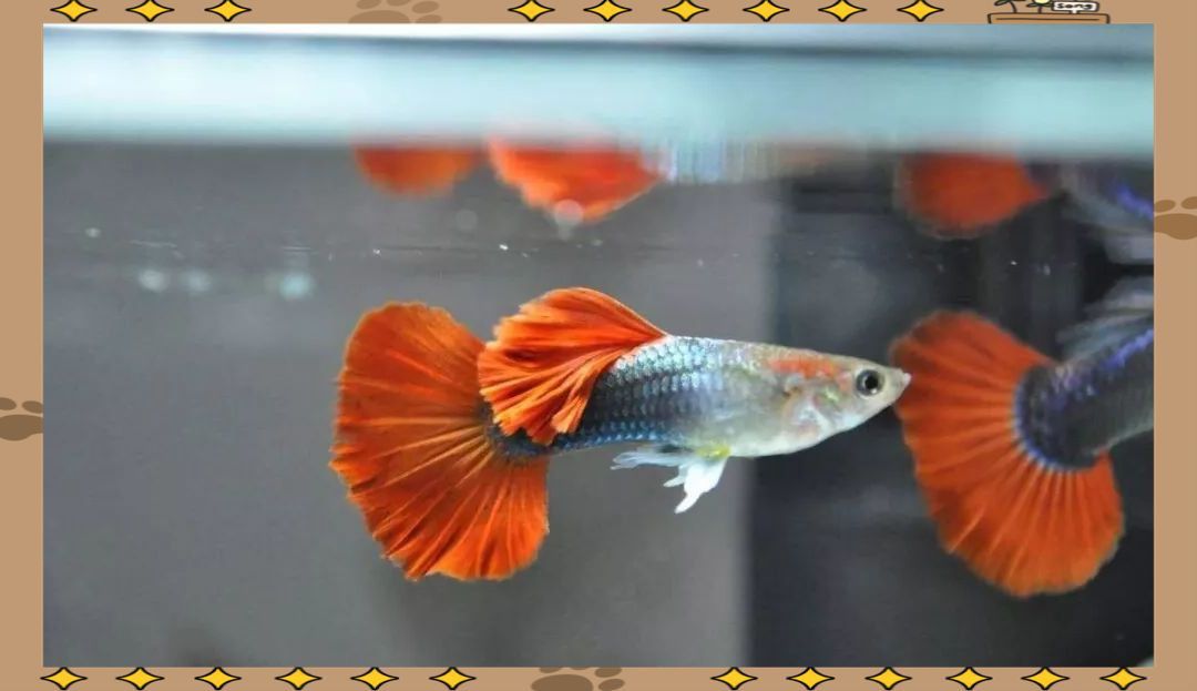 孔雀魚(yú)不生快憋死了 孔雀魚(yú)不生快憋死了 龍魚(yú)百科 第2張