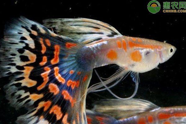 孔雀魚(yú)不生快憋死了 孔雀魚(yú)不生快憋死了 龍魚(yú)百科 第7張