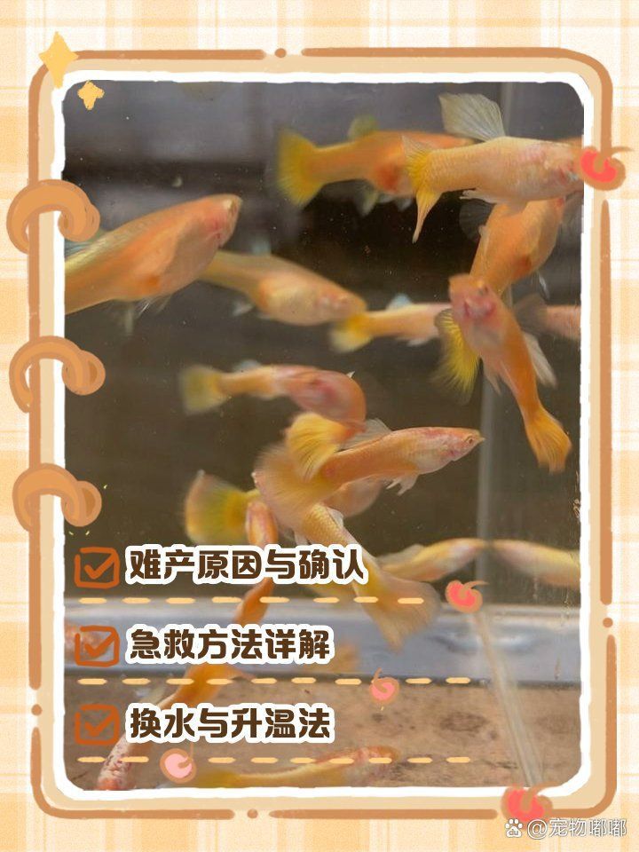 孔雀魚(yú)不生快憋死了 孔雀魚(yú)不生快憋死了 龍魚(yú)百科 第4張