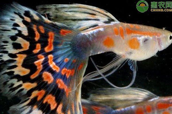 孔雀魚(yú)不生快憋死了 孔雀魚(yú)不生快憋死了 龍魚(yú)百科 第5張