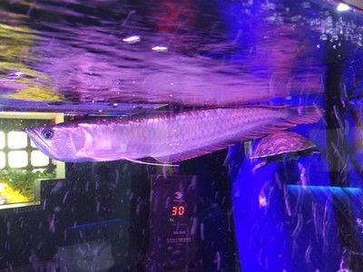 龍魚下麻藥：給龍魚下麻藥的注意事項