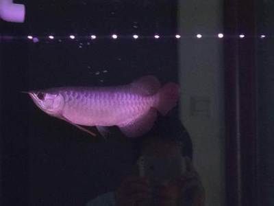 紅龍魚的壽命和健康狀況受到多種因素的影響：紅龍魚開燈多長時間死掉 紅龍魚的壽命和健康狀況受到多種因素的影響：紅龍魚開燈多長時間死掉 龍魚百科 第2張
