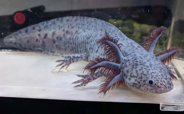 六角恐龍魚身上有黑色斑點（六角恐龍魚身上出現黑色斑點可能是多種原因引起的）