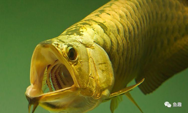 怎么促進龍魚消化吸收（如何促進龍魚的消化吸收）