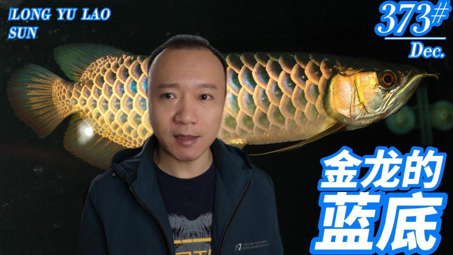 如何區分藍底過背金龍的不同品種？ 如何區分藍底過背金龍的不同品種？ 龍魚百科 第6張