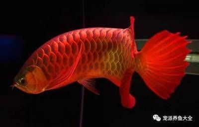 紅龍魚后三鰭怎么養會大：紅龍魚后三鰭怎么養會大紅龍魚后三鰭怎么養會大