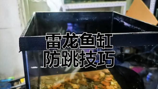 適應環境的雷龍魚還跳缸嗎